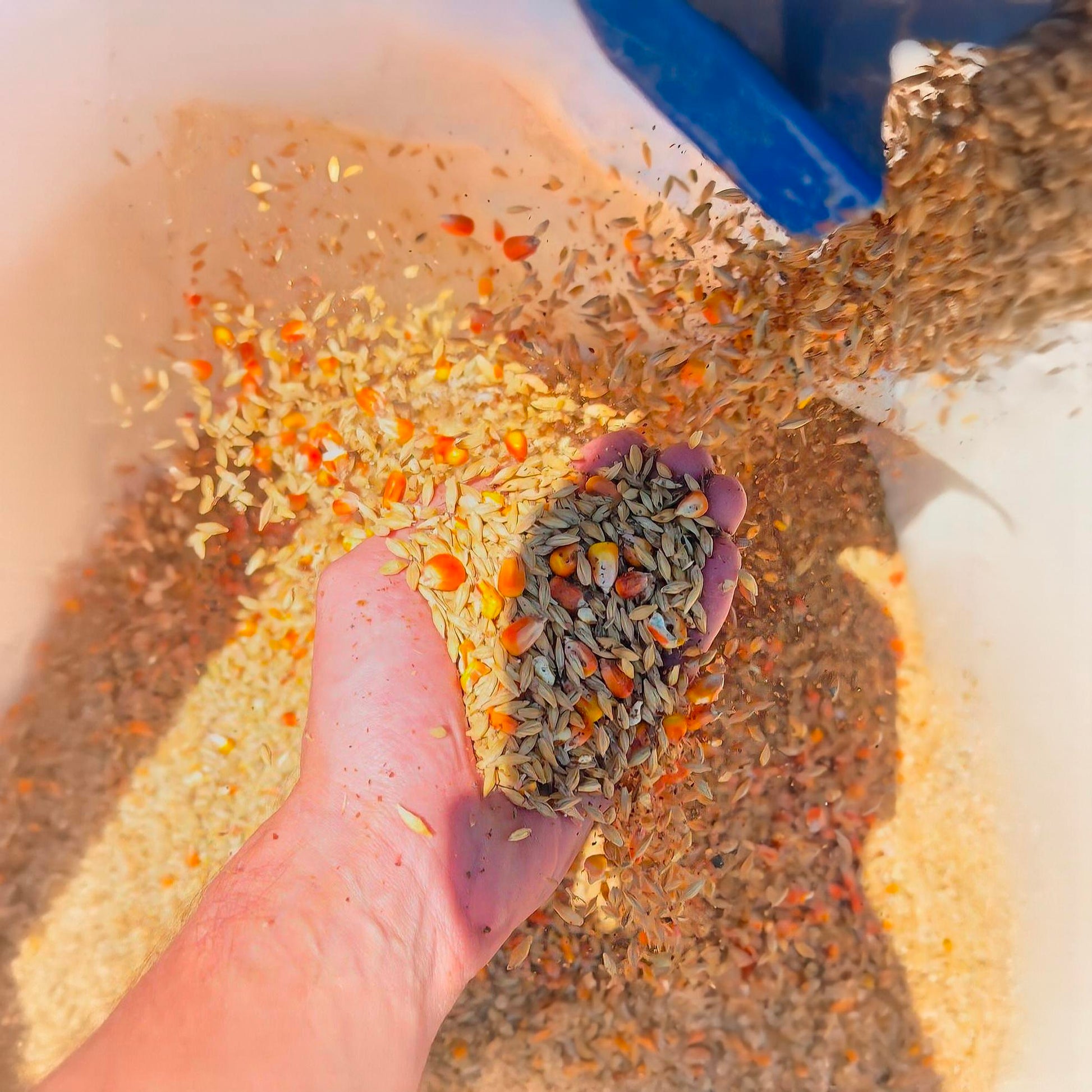 grains conveyor